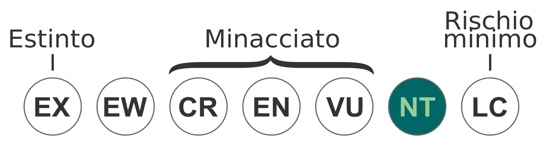 Status iucn31 LC itsvg