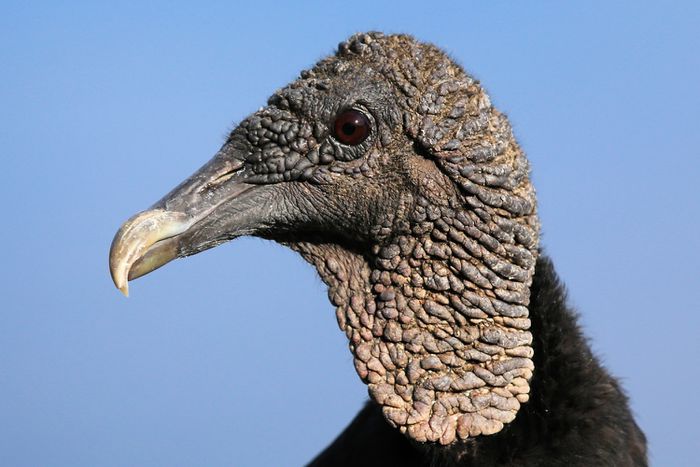 black vulture profile 40604cb1a1514bd88fefe494d2cf2f15