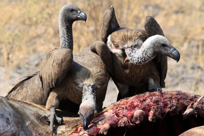 vultures feeding 4fa18bad81c44d75990b24da6caf11c8